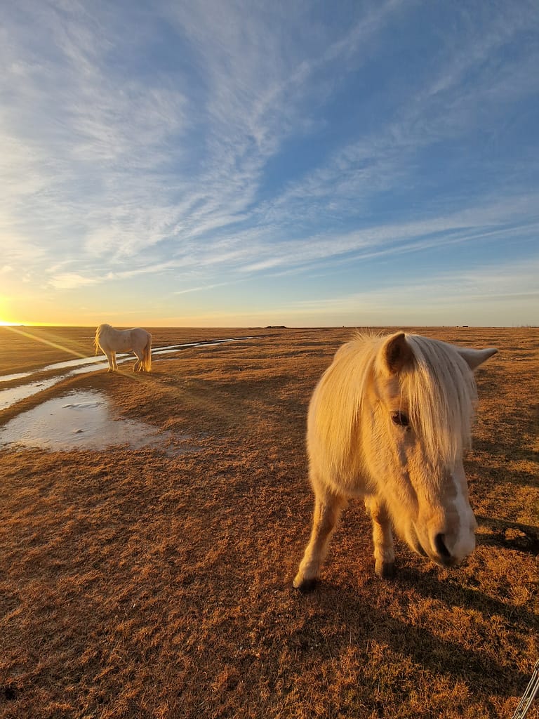 Icelandic horse in sunset colours